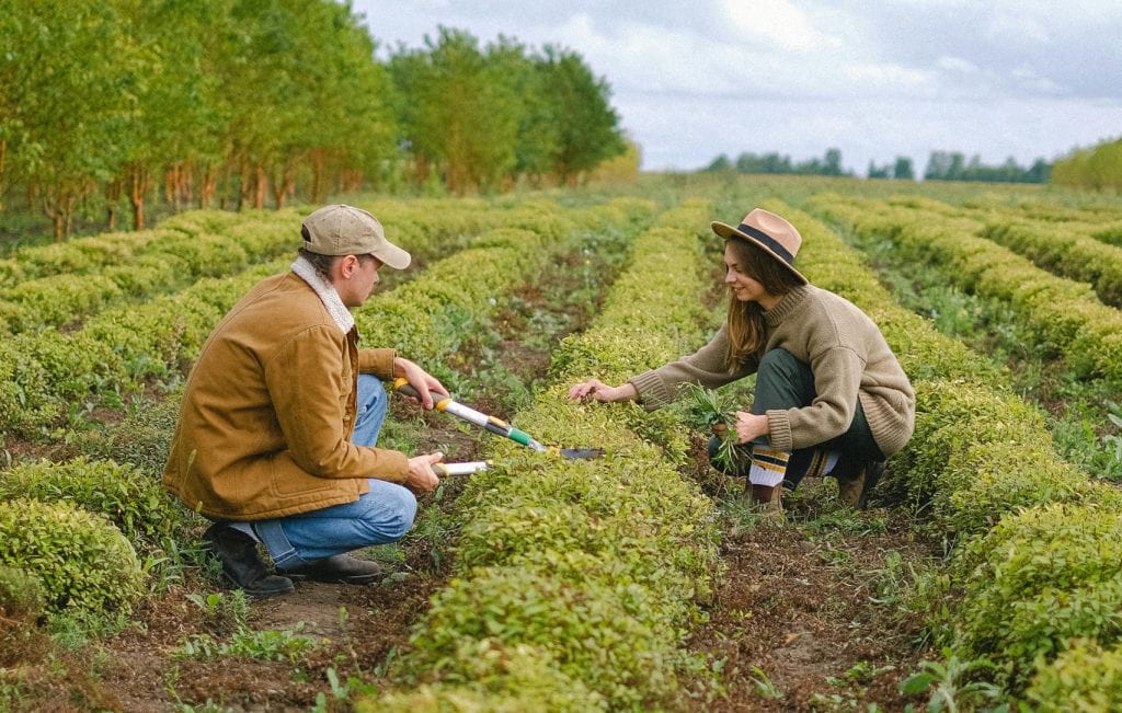 Mann und Frau beim Ernten und Pflanzen auf einem landwirtschaftlichen Feld, nachhaltige Landwirtschaft.