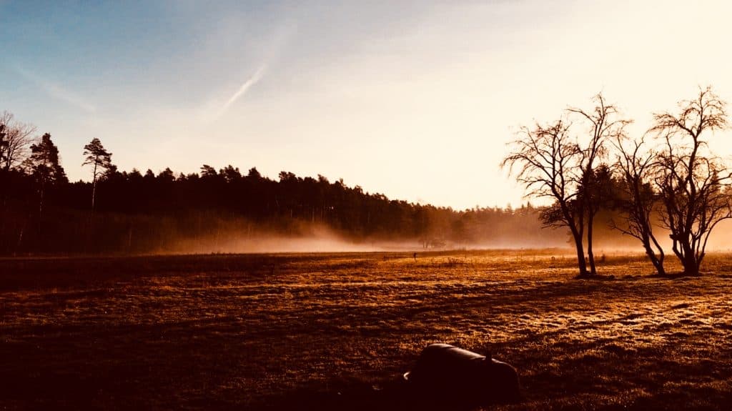 Ein ruhiges ländliches Landschaftsbild mit Bäumen bei Sonnenuntergang, ideal für Themen wie Landwirtschaft, Natur und Umwelt.
